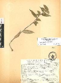 Commelina tuberosa image