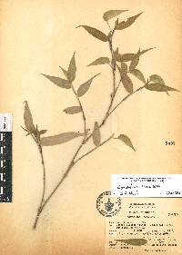 Commelina tuberosa image