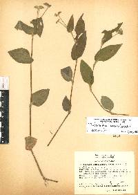 Tradescantia commelinoides image