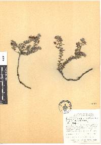 Krameria secundiflora image