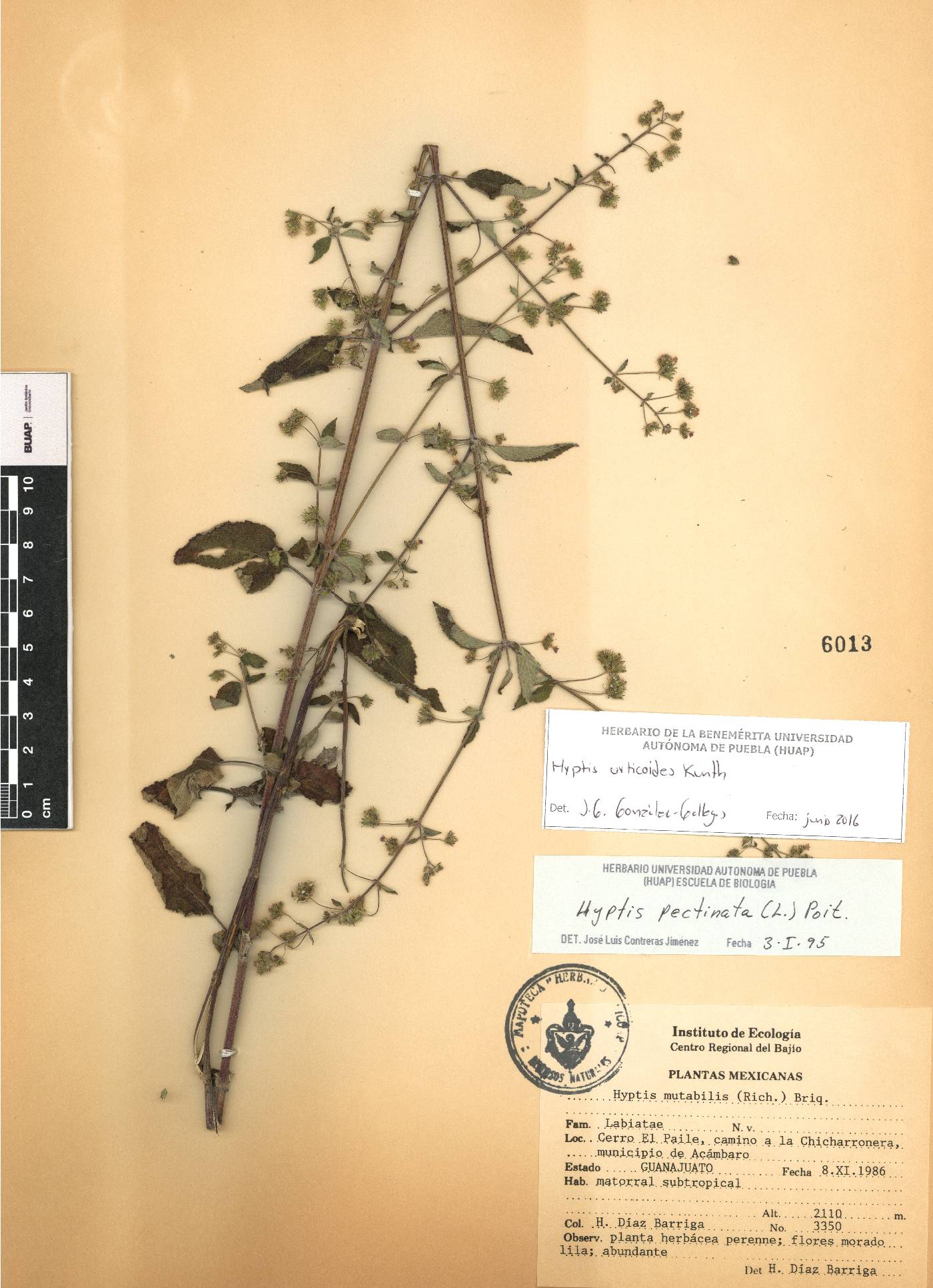 Mesosphaerum urticoides image