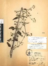 Mesosphaerum urticoides image