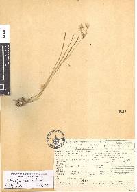 Nothoscordum bivalve var. bivalve image