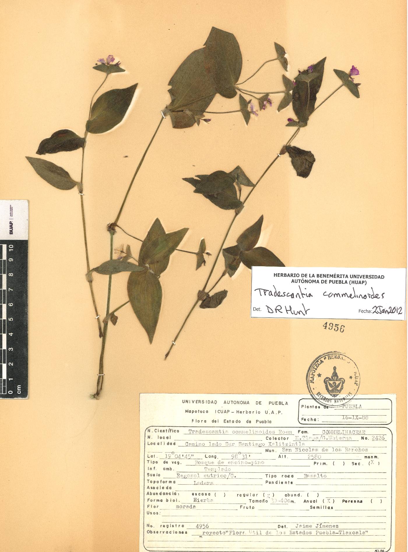 Tradescantia commelinoides image