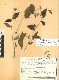 Tradescantia commelinoides image