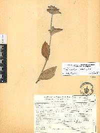 Tradescantia crassifolia image