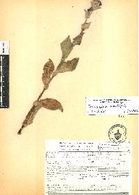 Tradescantia crassifolia image