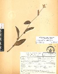 Tradescantia crassifolia image