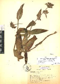 Tradescantia crassifolia image