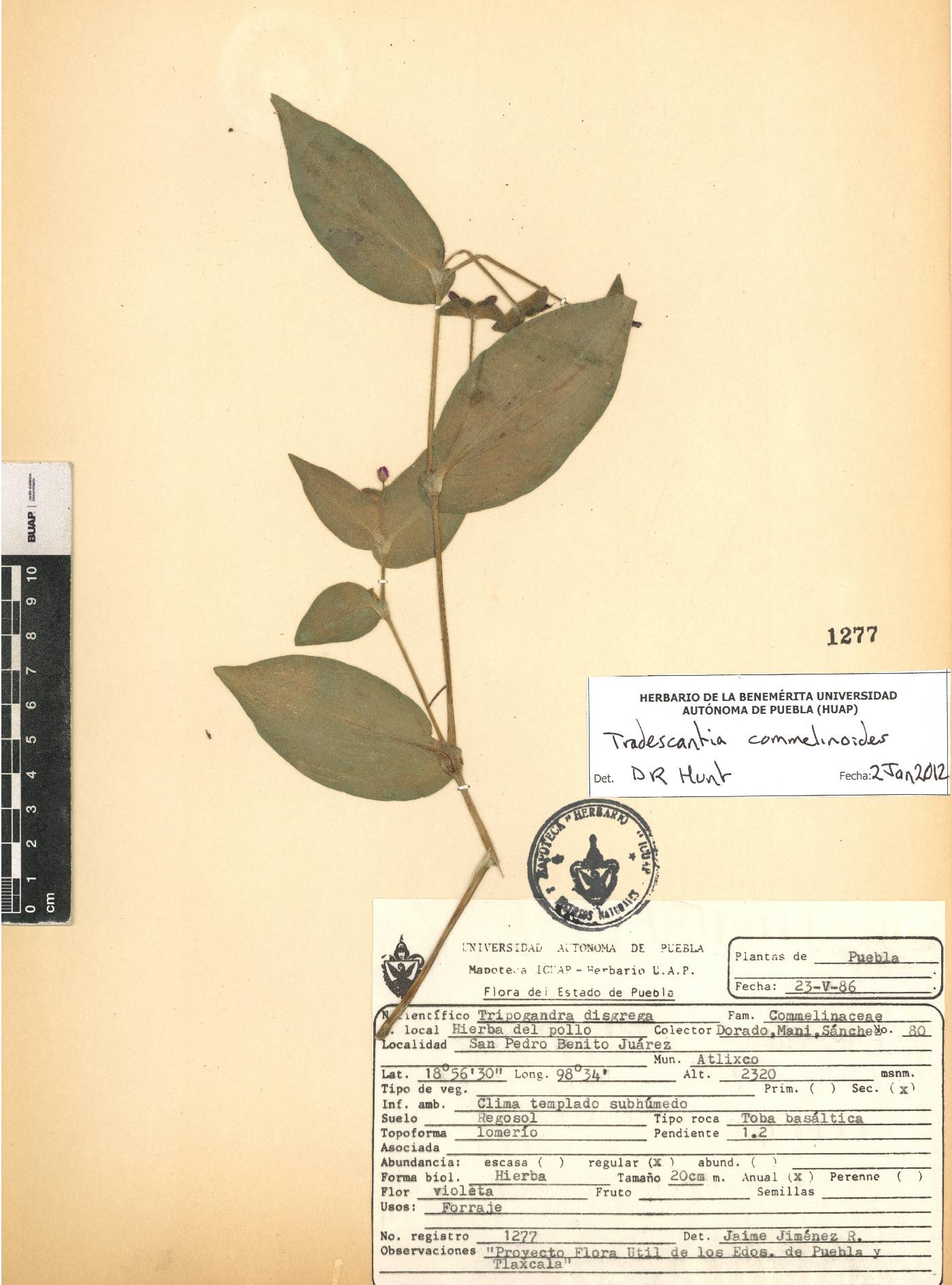 Tradescantia commelinoides image