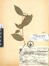 Tradescantia commelinoides image