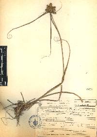 Cyperus hermaphroditus image