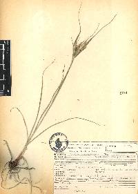 Cyperus hermaphroditus image