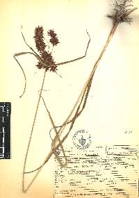 Cyperus hermaphroditus image