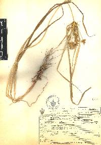 Cyperus hermaphroditus image