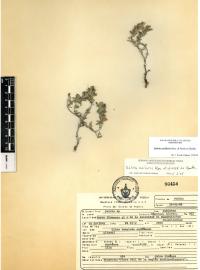 Salvia axillaris image