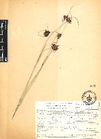 Cyperus niger image