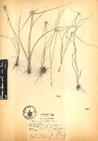 Cyperus seslerioides image