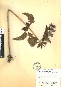 Salvia clinopodioides image