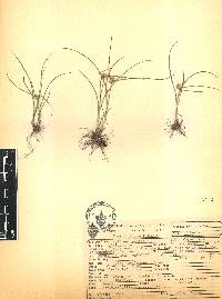 Cyperus hortensis image