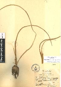 Triglochin scilloides image