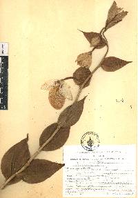 Cypripedium irapeanum image