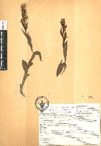 Habenaria novemfida image