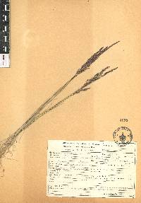 Agrostis tolucensis image