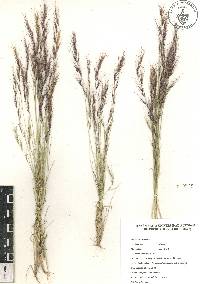 Aristida adscensionis image