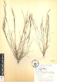 Aristida adscensionis image