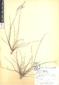 Aristida adscensionis image