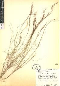 Aristida adscensionis image