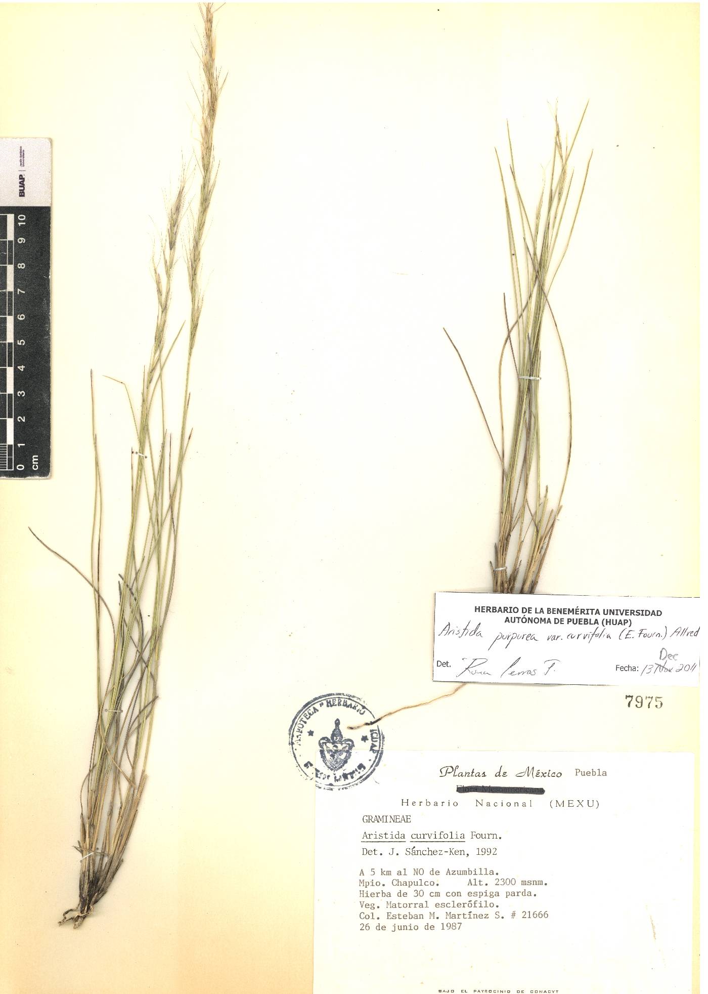 Aristida curvifolia image