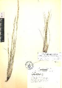 Aristida curvifolia image