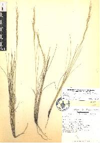 Aristida curvifolia image