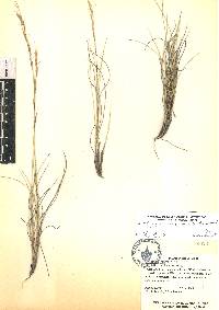 Aristida curvifolia image