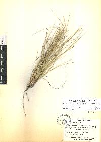 Aristida curvifolia image