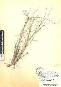 Aristida divaricata image