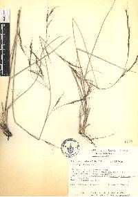 Aristida schiedeana image