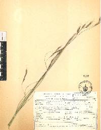 Aristida schiedeana image