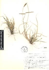 Bouteloua repens image