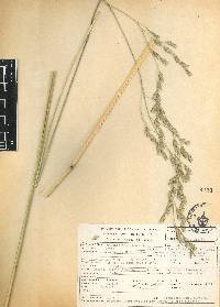 Festuca amplissima image