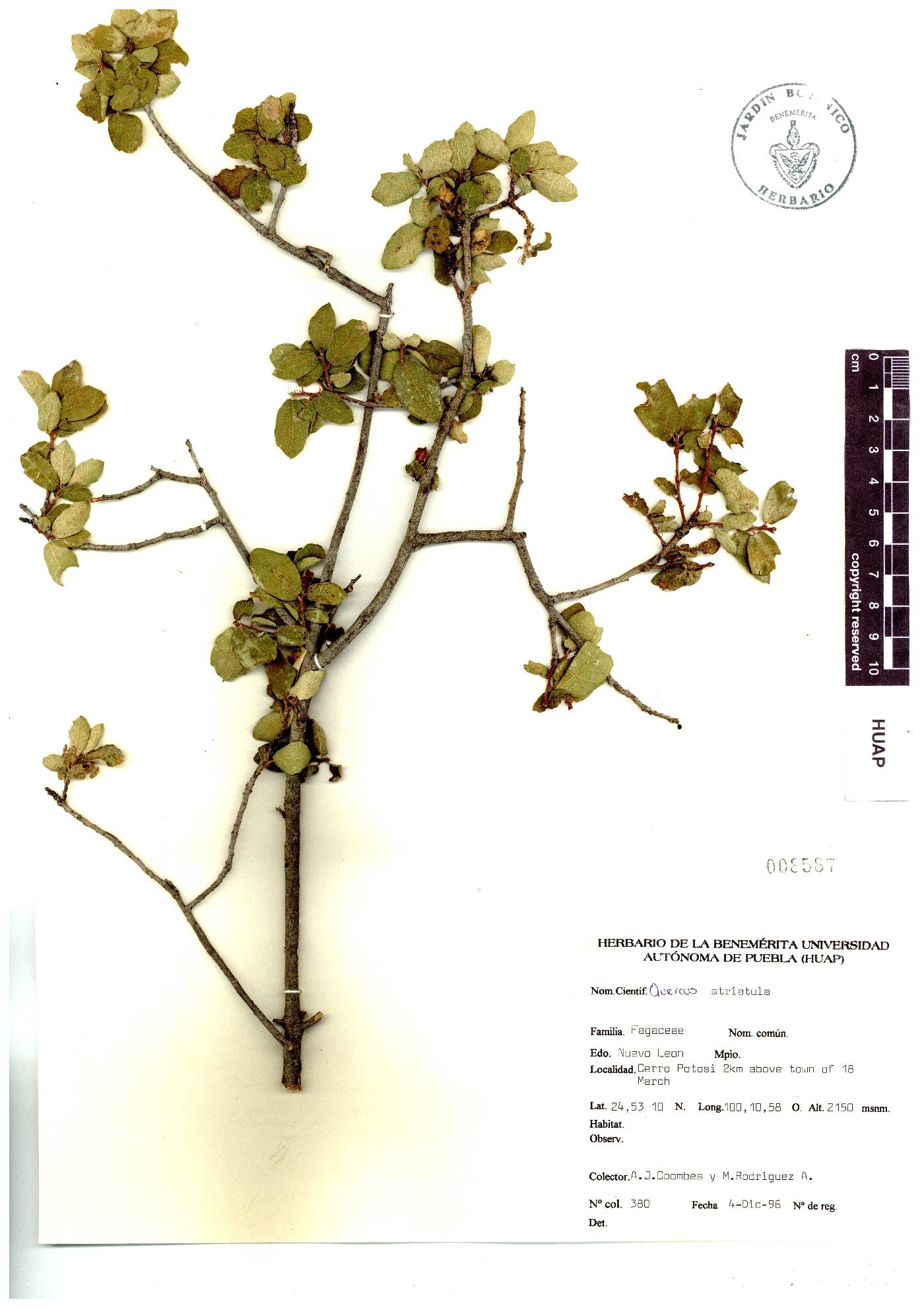 Quercus striatula image