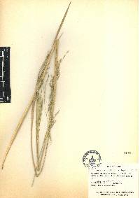 Festuca amplissima image