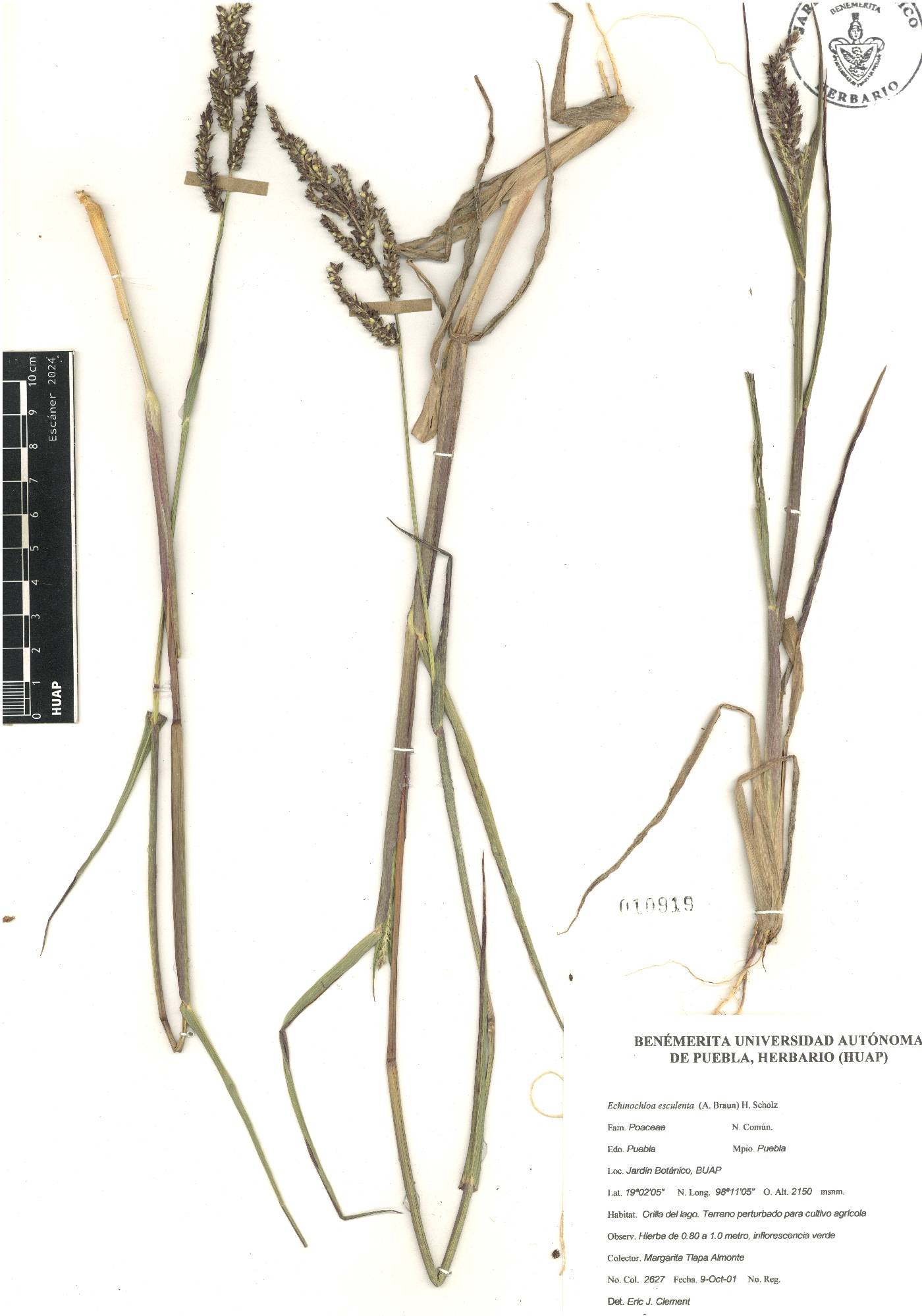 Echinochloa esculenta image