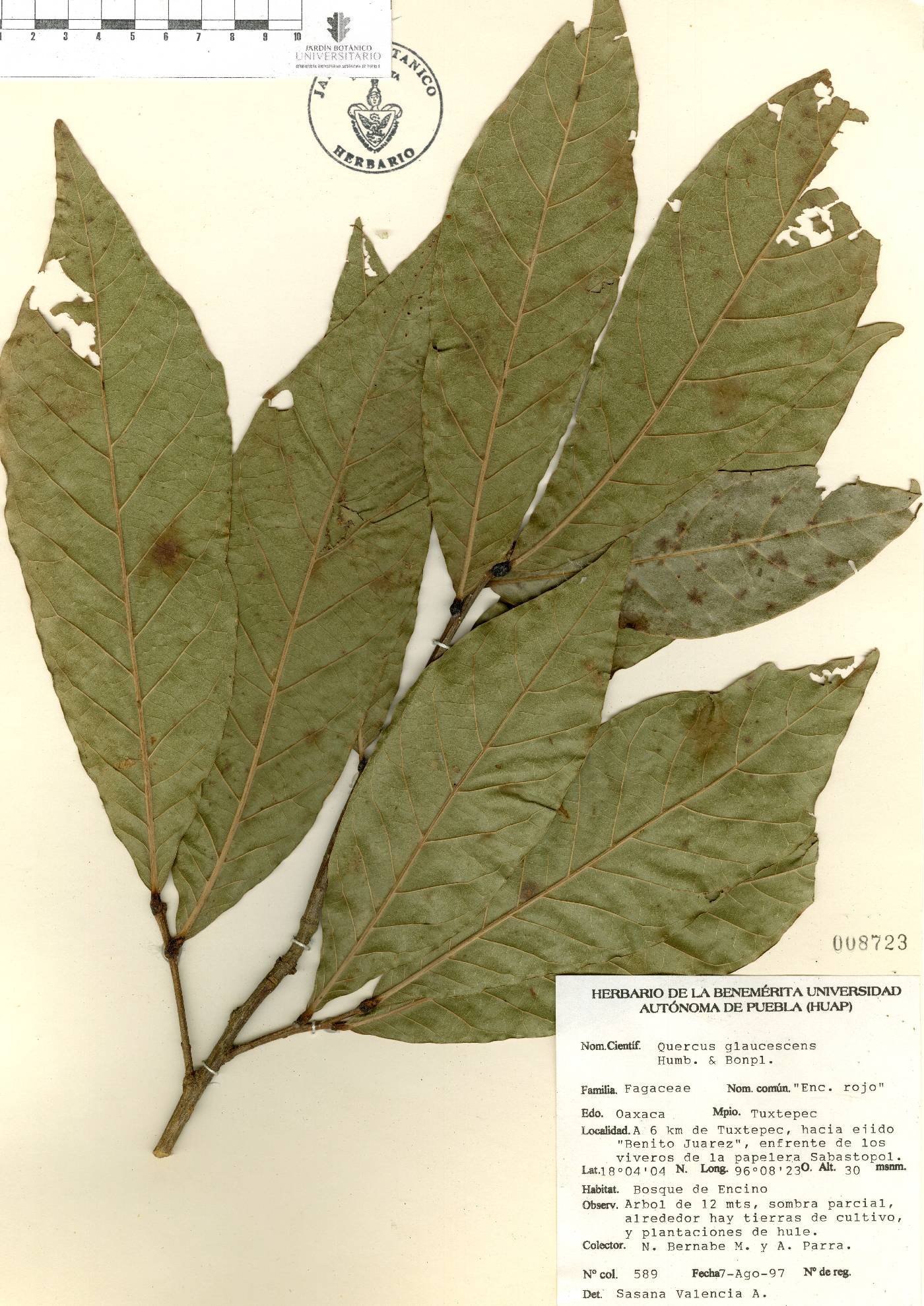Quercus glaucescens image