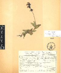 Salvia laevis image