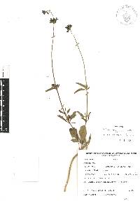 Salvia oblongifolia image