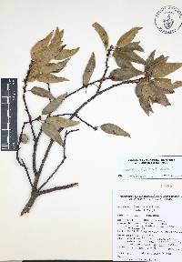 Quercus affinis image