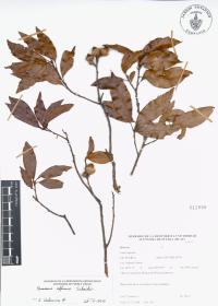 Quercus affinis image